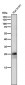 Anti-p27 KIP 1 CDKN1B Rabbit Monoclonal Antibody